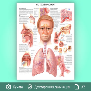 Плакат «Что такое простуда?» (ЗОЖ-37, 1 лист, А2)